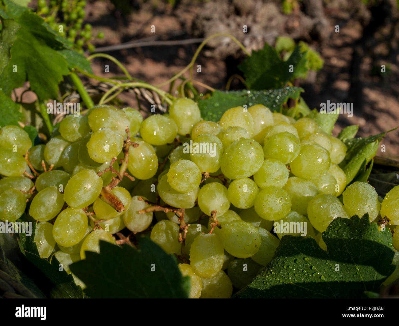 Trauben auf einem Korb Stockfoto