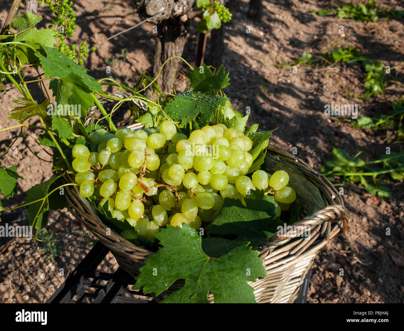 Weiße Trauben in einem Korb ιn Weinberg Stockfoto