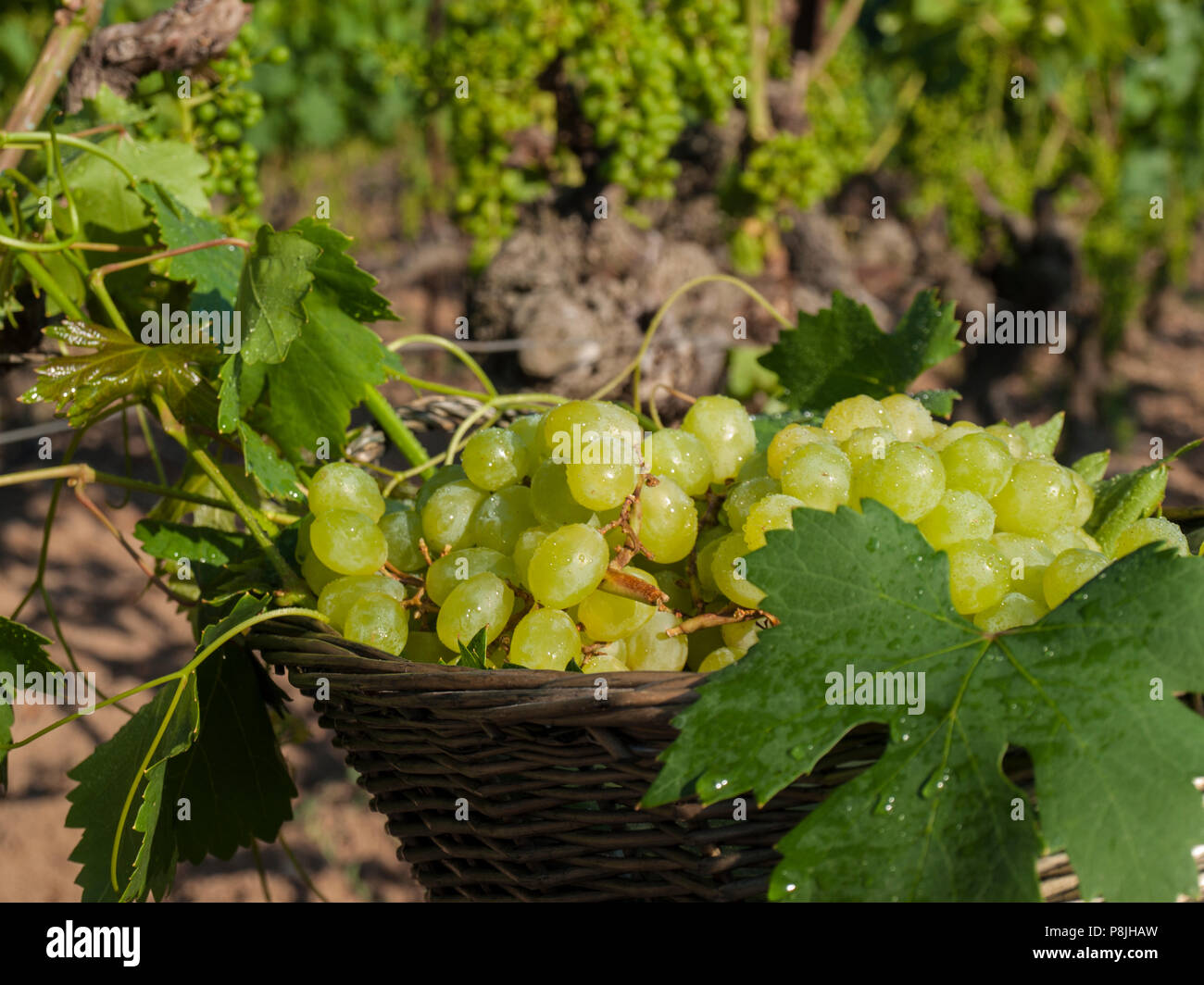 Weiße Trauben in einem Korb ιn Weinberg Stockfoto