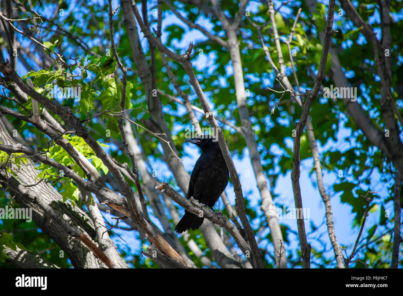 North American Crow im Juli. Sudbury, Ontario, Kanada Stockfoto