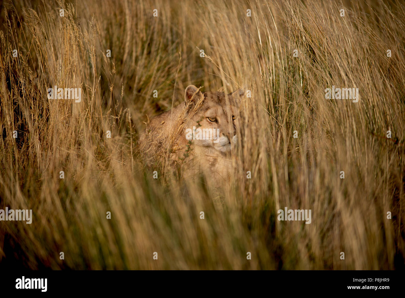 Erwachsene Frau patagonischen Puma springen über kleine Stream. Stockfoto