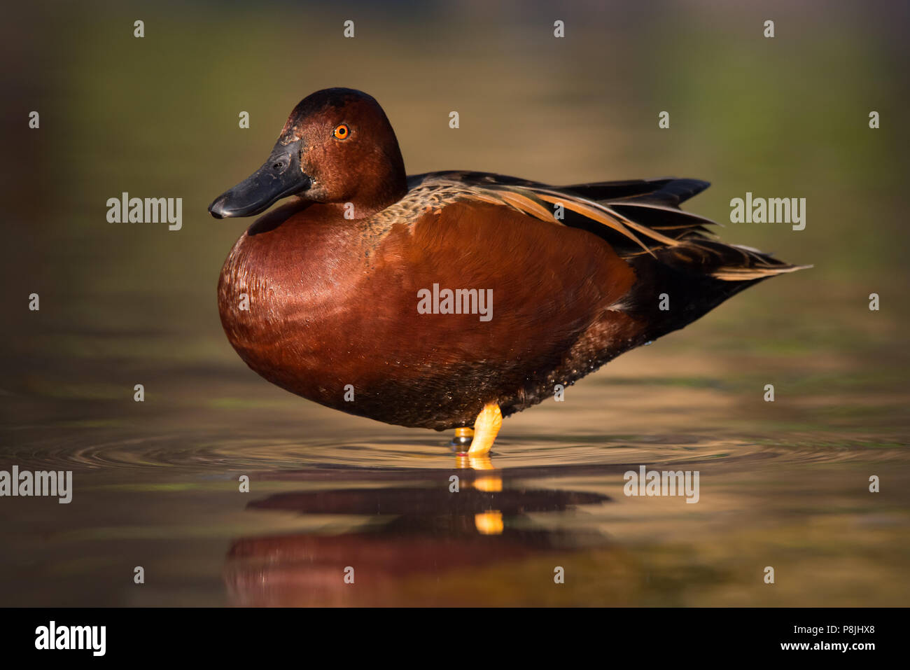 Ein cinnamon Teal fängt den niedrigen Abend Sonne in einem Ententeich in San Antonio, Texas. Stockfoto
