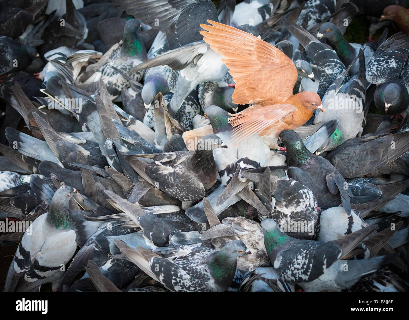 Eine rote Taube sticht unter eine Herde von greys in Adelaide, South Australia Victoria Square, auch als Tarndanyangga bekannt. Stockfoto