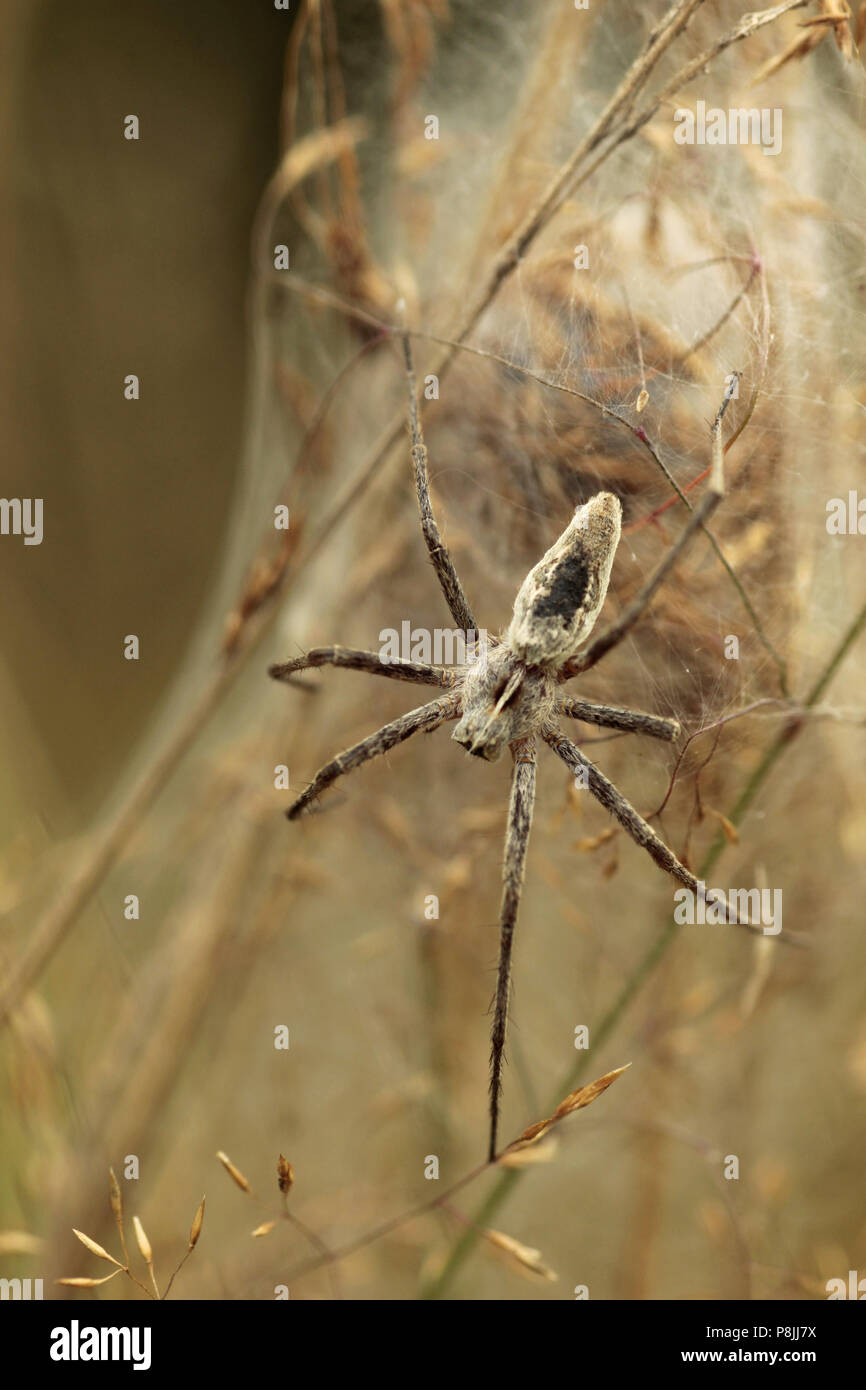 Baumschule web Spinne ihr Netz zu schützen. Stockfoto