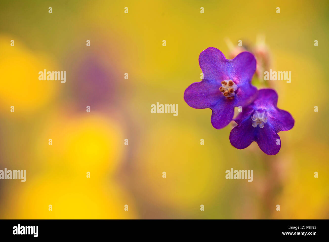 Purpleblue Blumen der Gemeinsamen Bugloss mit einem gelben Hintergrund. Stockfoto