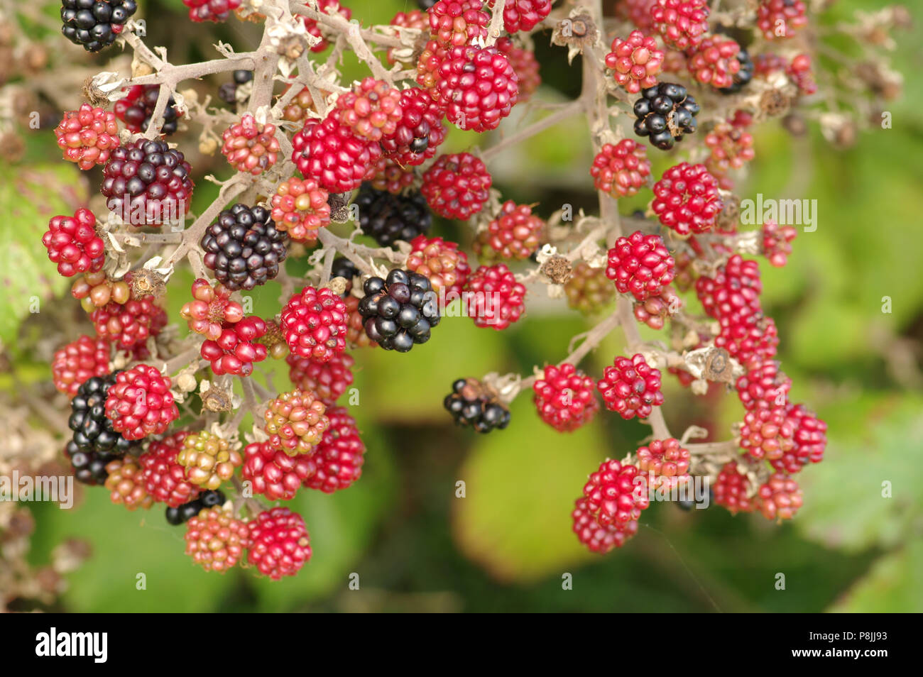 Die Beeren von Blackberry. Stockfoto