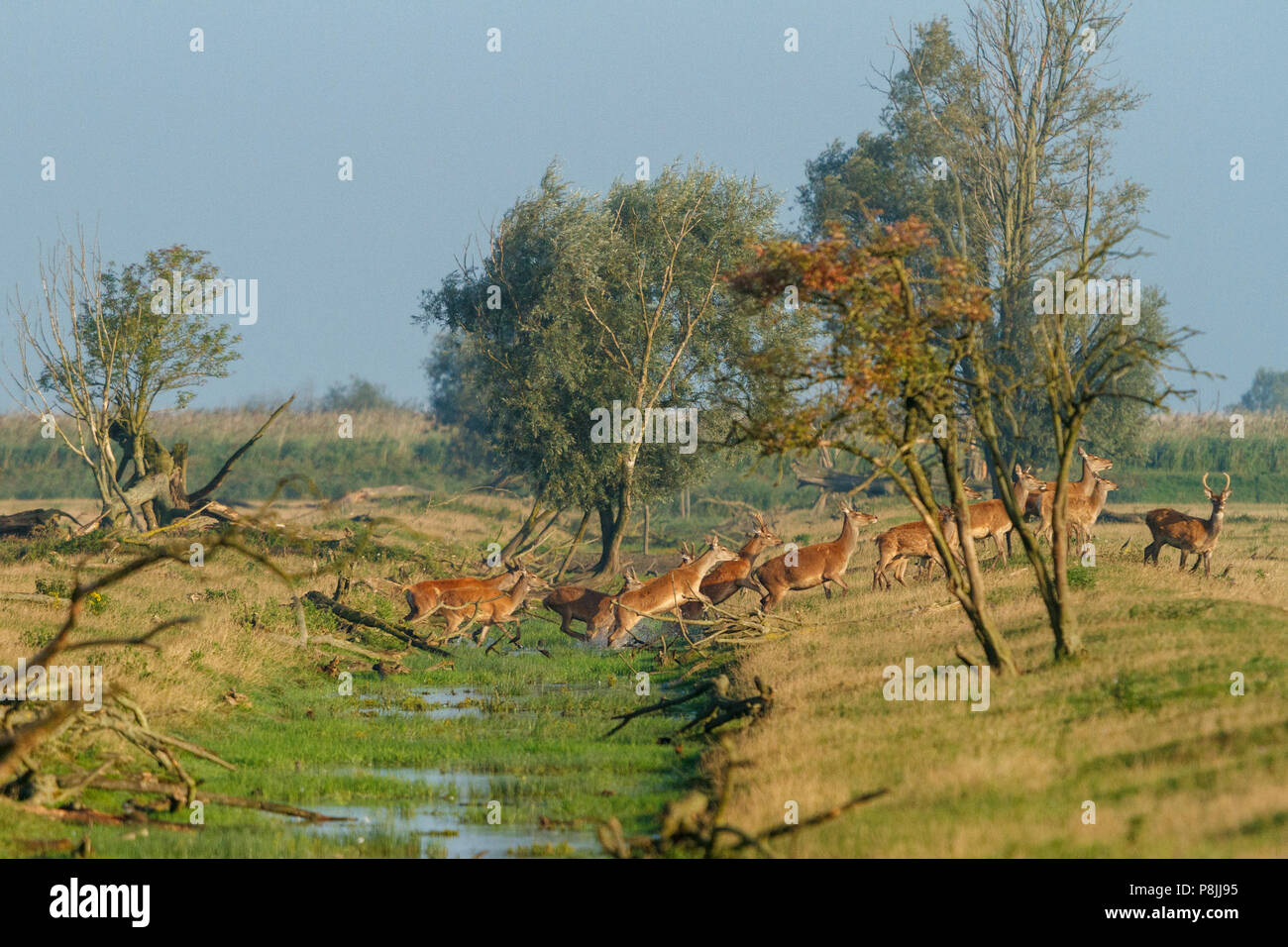 Gruppe Laufender Hirsch springt durch einen Graben Stockfoto