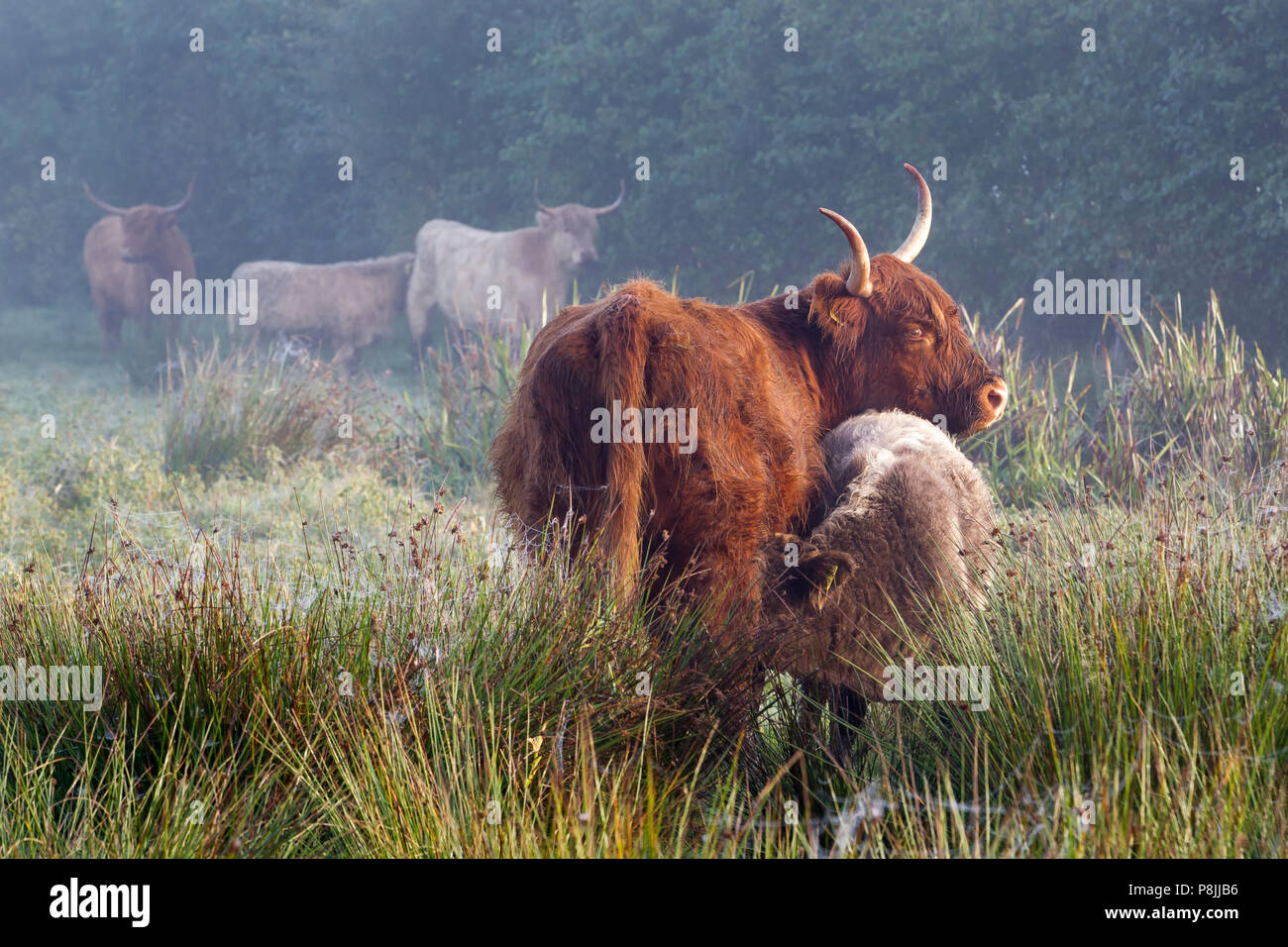 Highland Cattle saugen Stockfoto