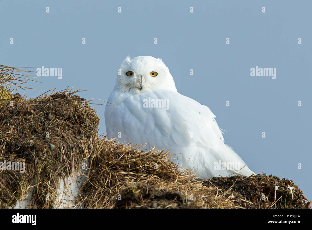 Ruhe Snowy Owl auf verschneiten Ausblick Stockfoto