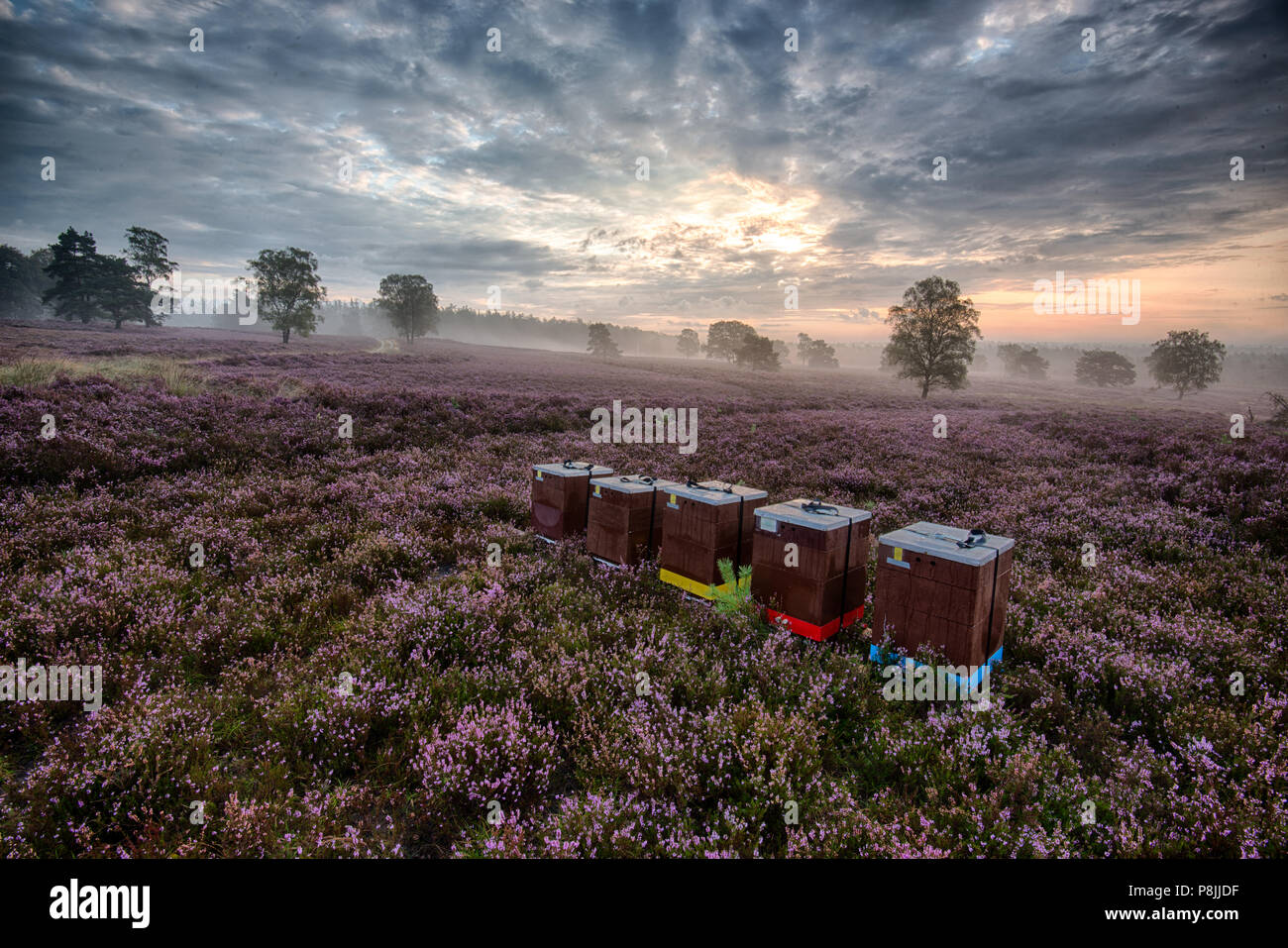 Blühende Heide Loenermark Stockfoto