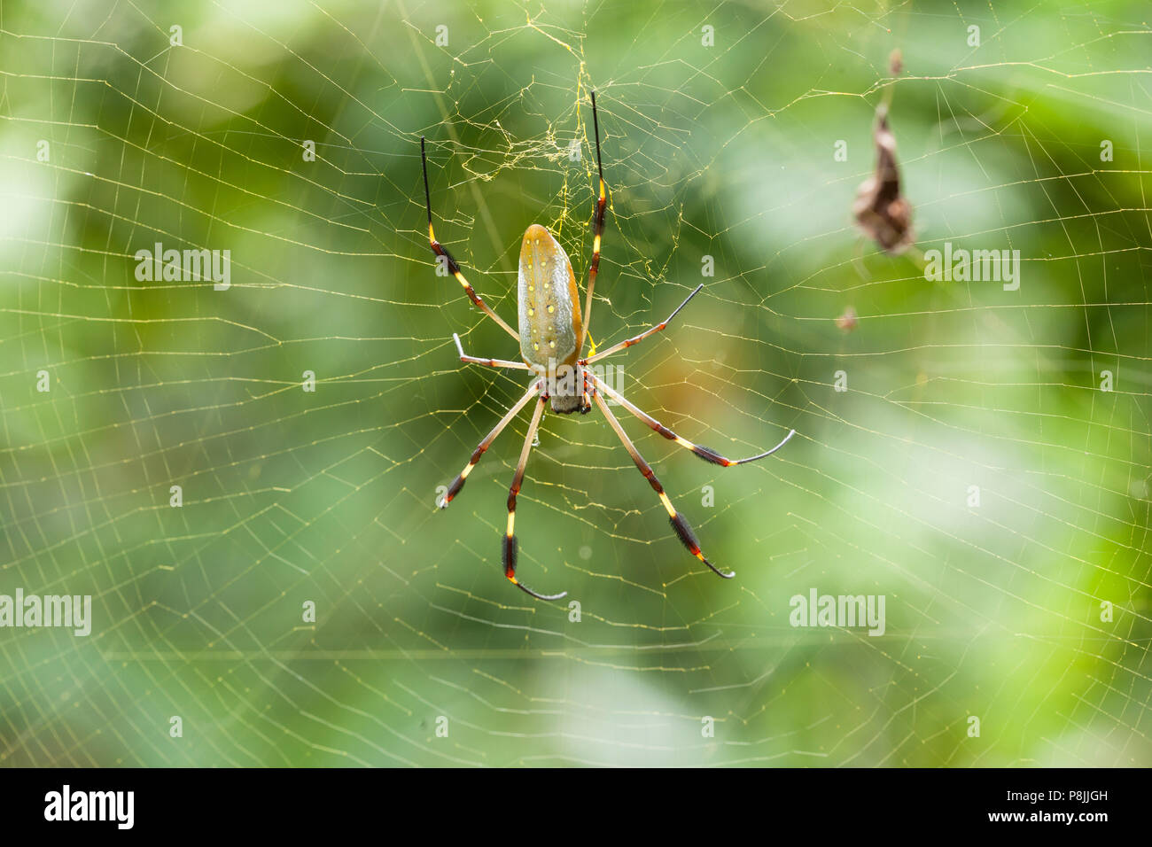 Banane Spinne (Nephila clavipes) im Web Stockfoto