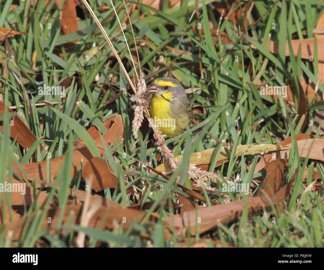 Gelbe Fassade, Kanarische Inseln. 1. August 2017 auf der grossen Insel von Hawai'i Stockfoto