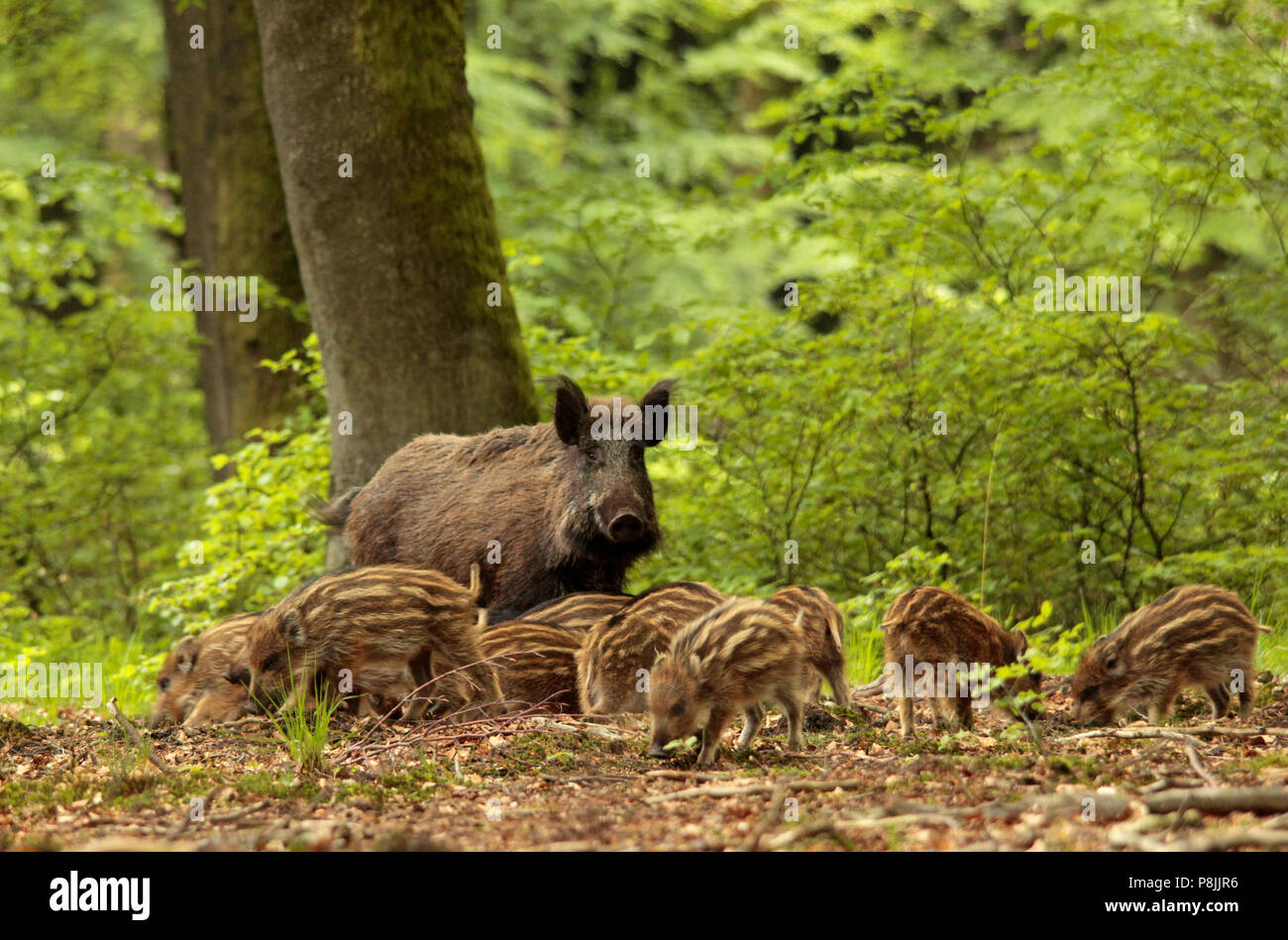 Gruppe junge Wildschweine und ihre Mutter in einem buchenwald am Frühling. Stockfoto