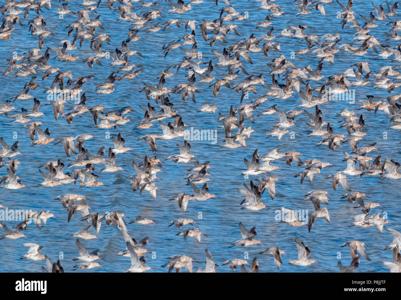 Bar-tailed godwits bei hightide Roost Stockfoto