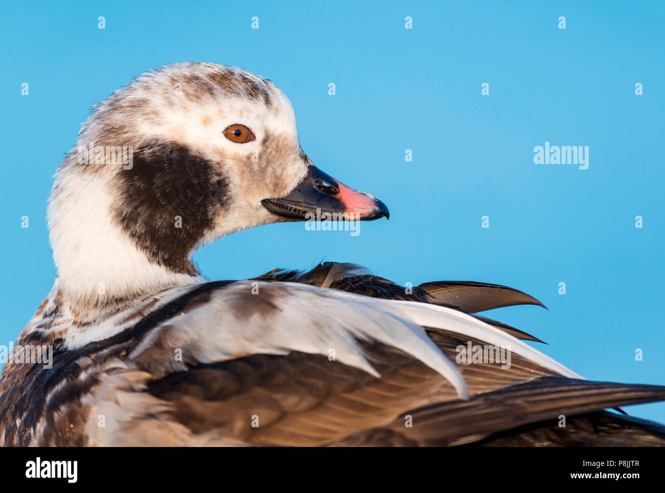 Eisente Stockfoto