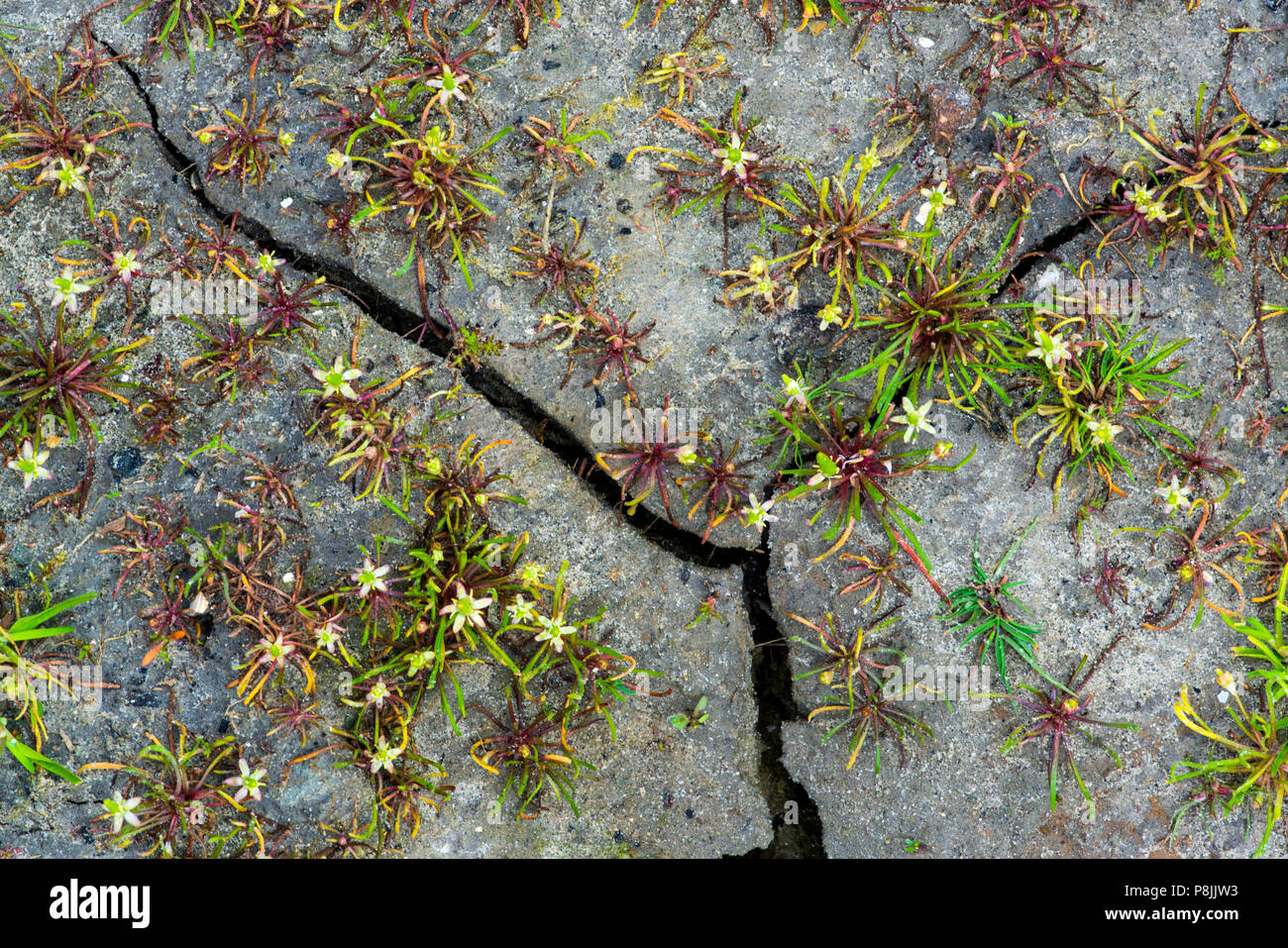 Mousetail Pflanzen blühen auf Rissige Erde Stockfoto