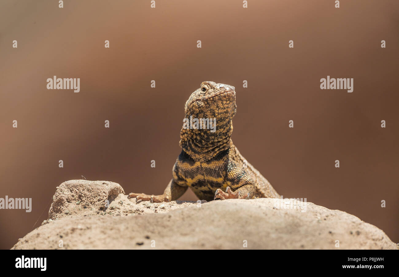 Tarapaca Pazifik Leguan (Microlophus tarapacensi) auf einem Stein saß Stockfoto