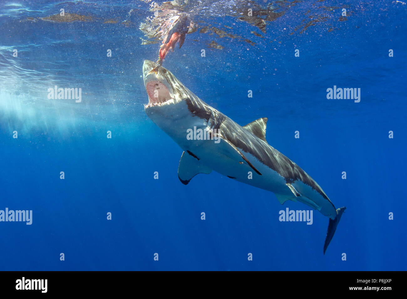 Great White Shark mit Köder Stockfoto