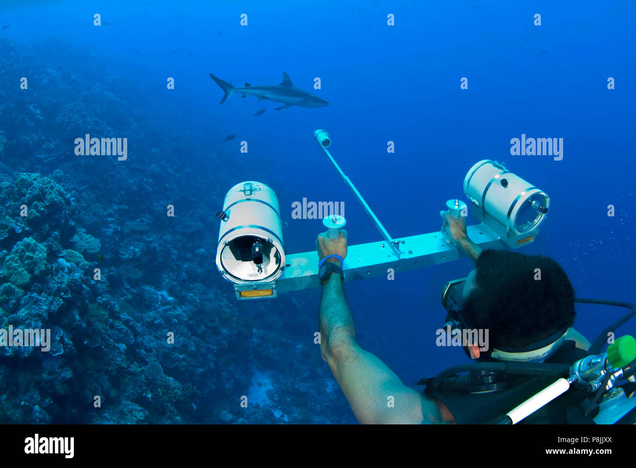 Wissenschaftler messen reefshark mit Stereo Kamera Stockfoto