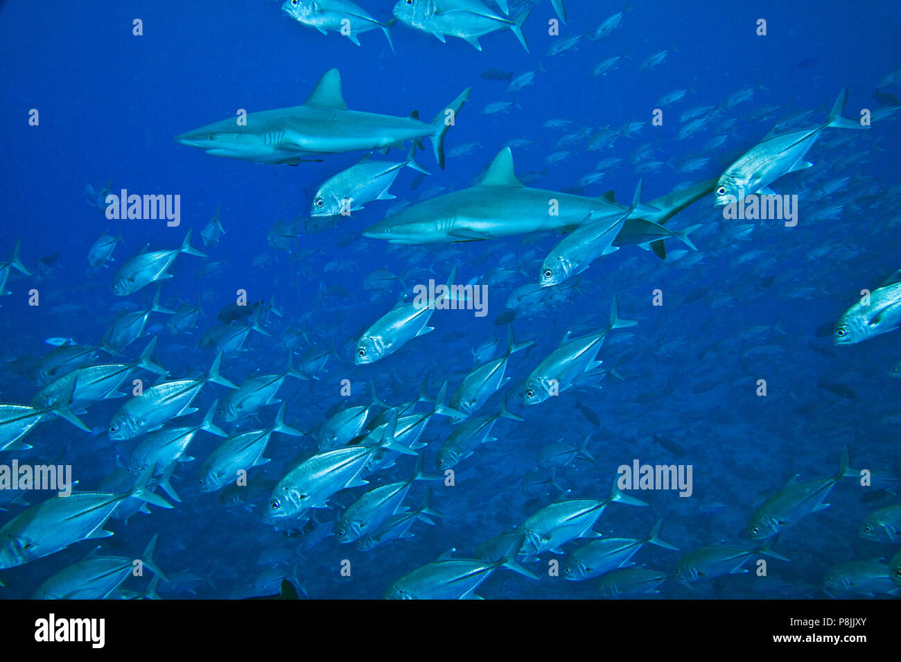 Jagd grau reefsharks in einem Schwarm von Fischen Stockfoto