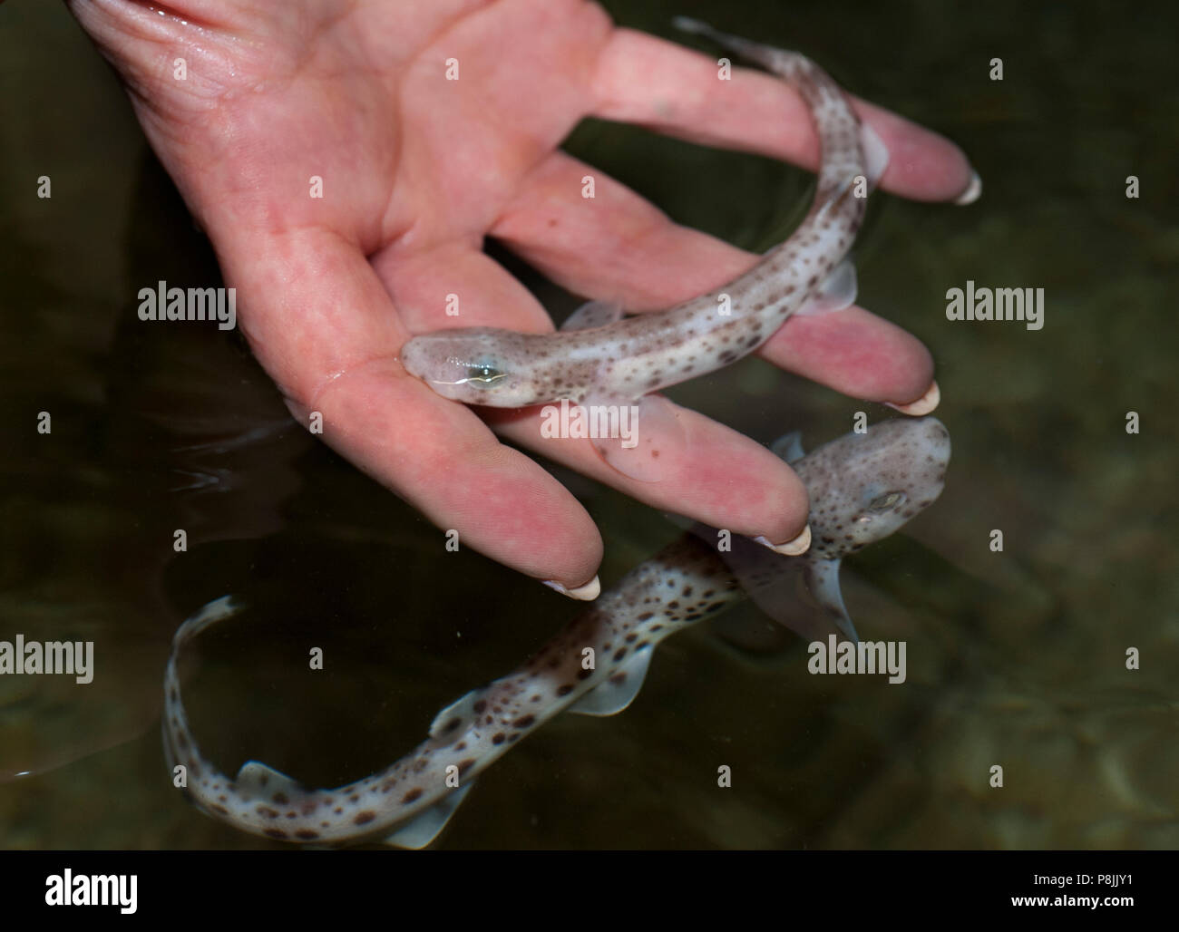 Neugeborene kleine Gefleckte catsharks Stockfoto