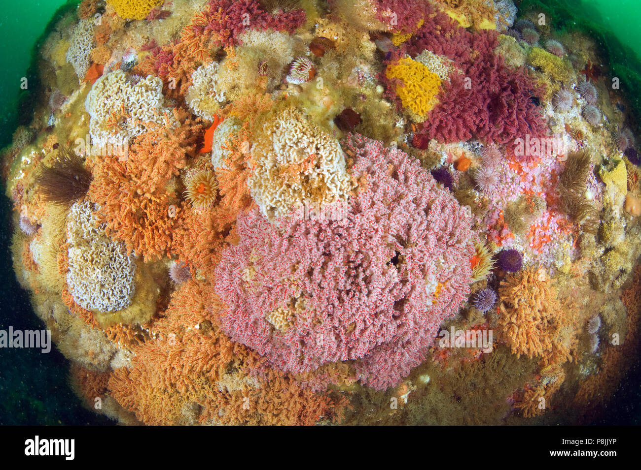 Mehrere Arten von Kaltwasserkorallen in False Bay Stockfoto