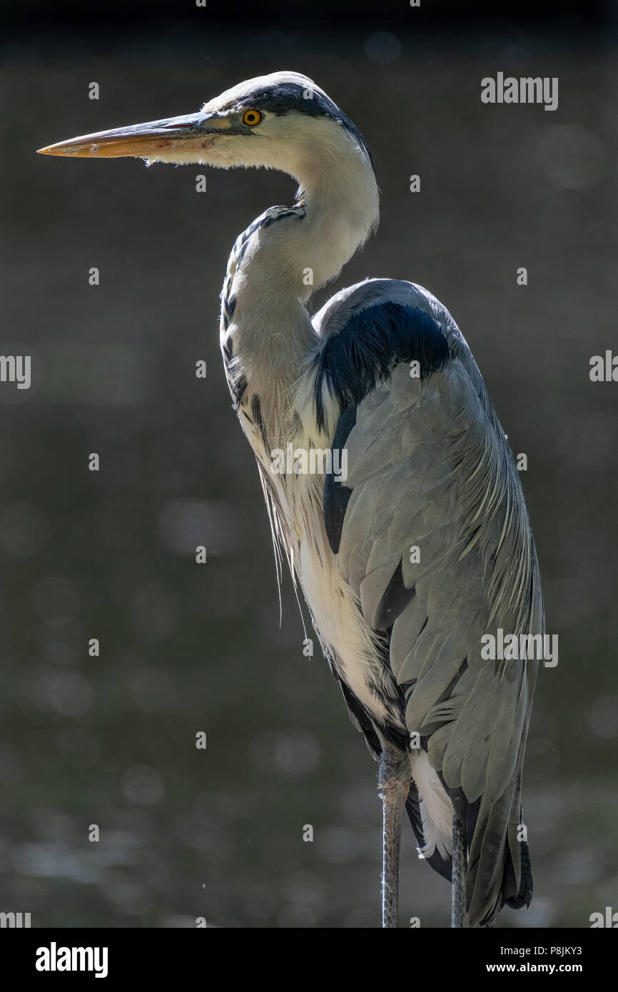 Graureiher (Ardea Cinerea) Stockfoto