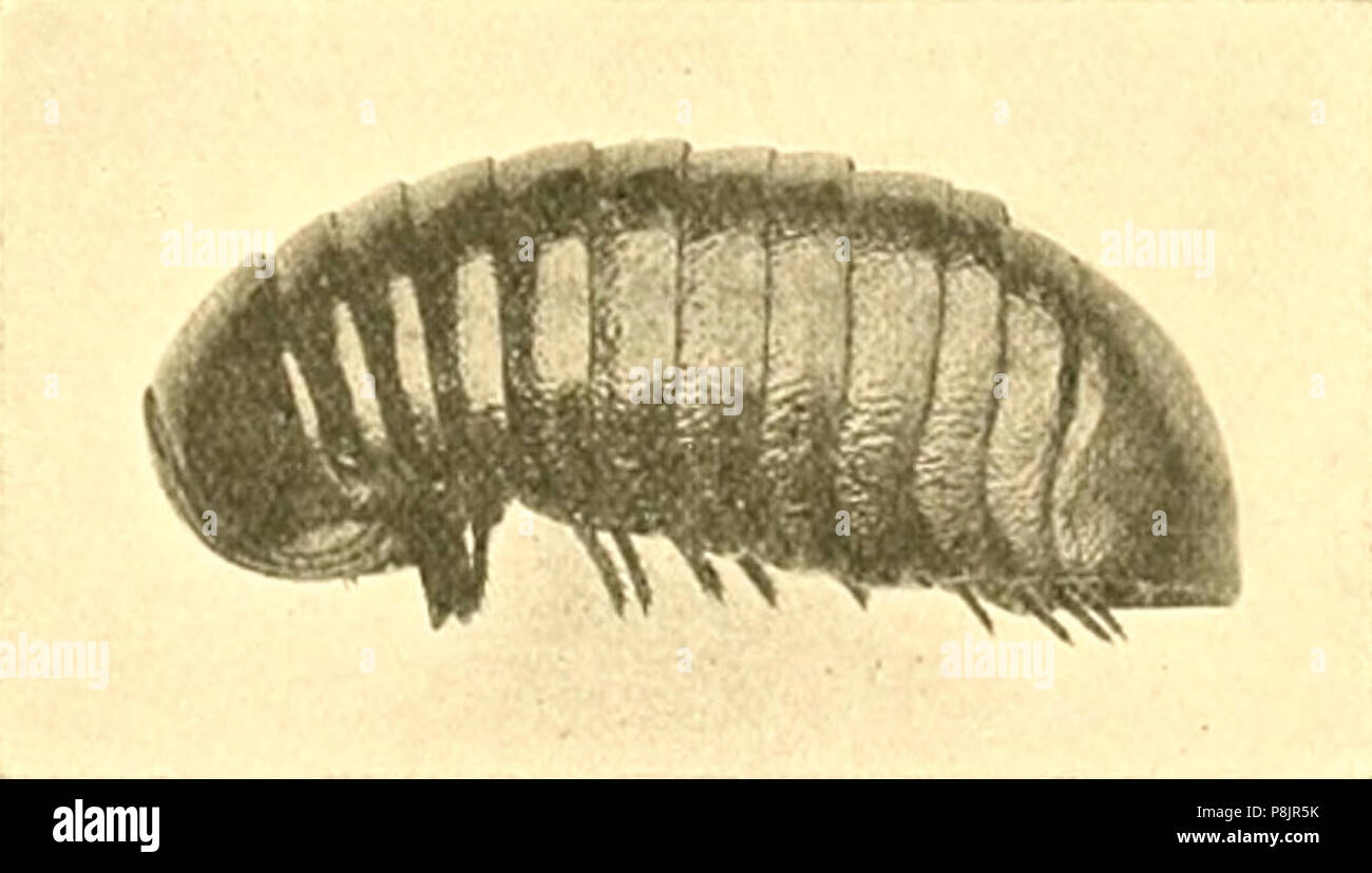 Sphaerotherium Fotos und Bildmaterial in hoher Auflösung Alamy