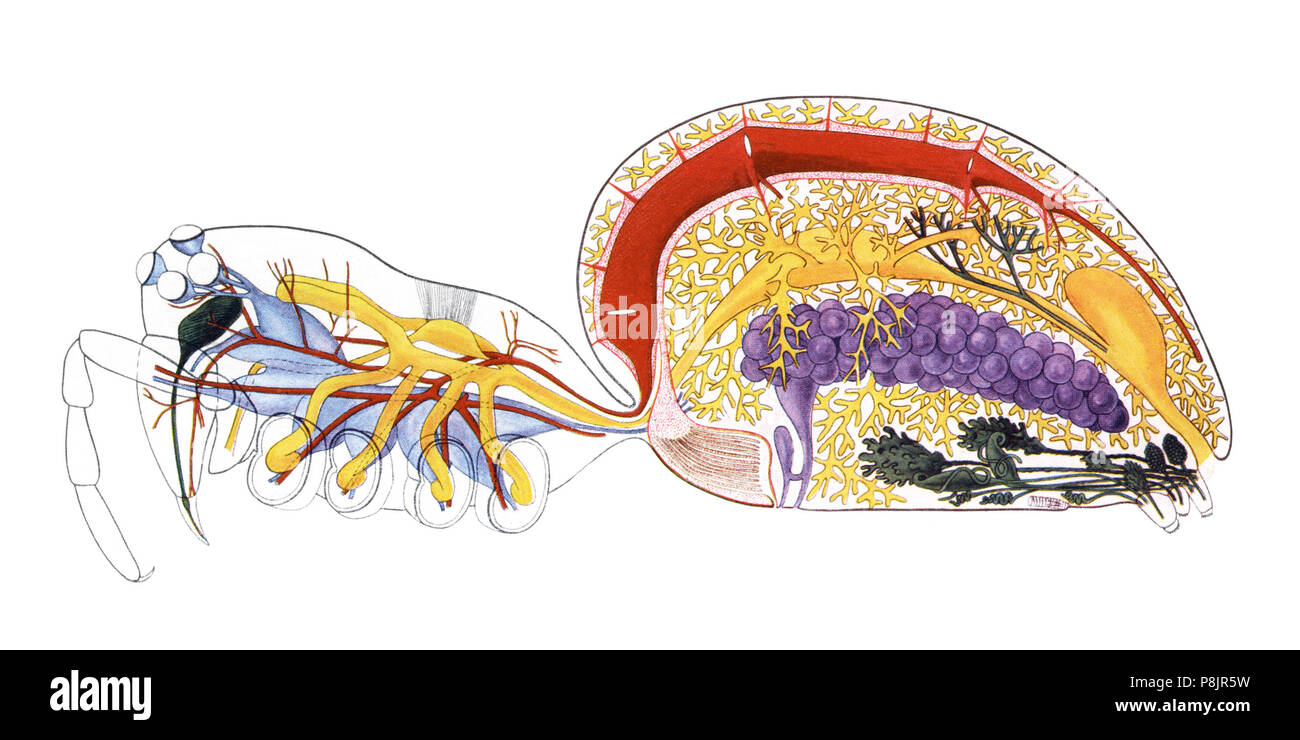 525 Spider internen Anatomie Stockfoto