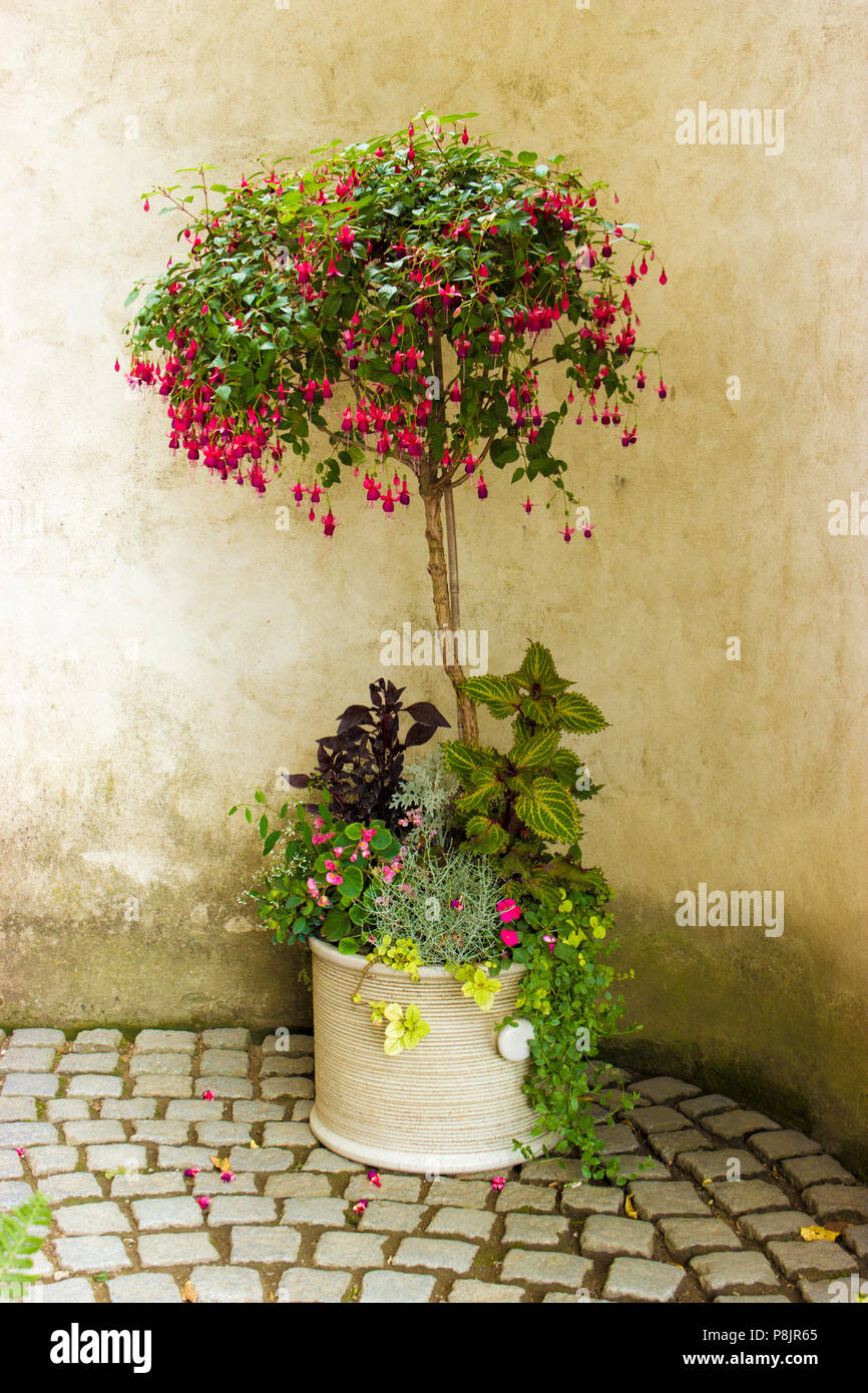 Romantische Stillleben mit Lehm Topf mit Blumen Stockfoto