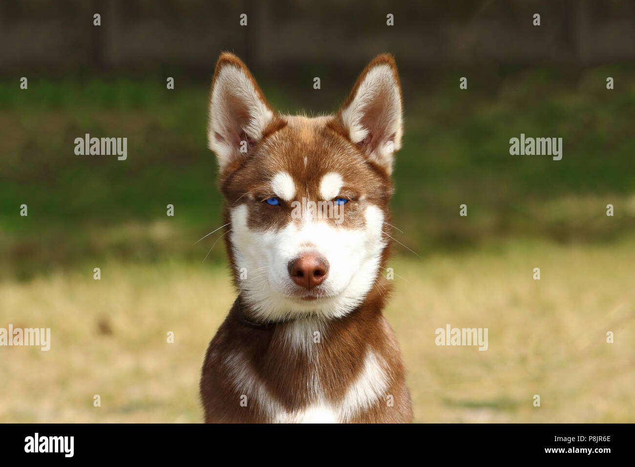 Gesicht eines Jungen roten Husky Hund mit einem lebhaften und schelmischen Blick Stockfoto