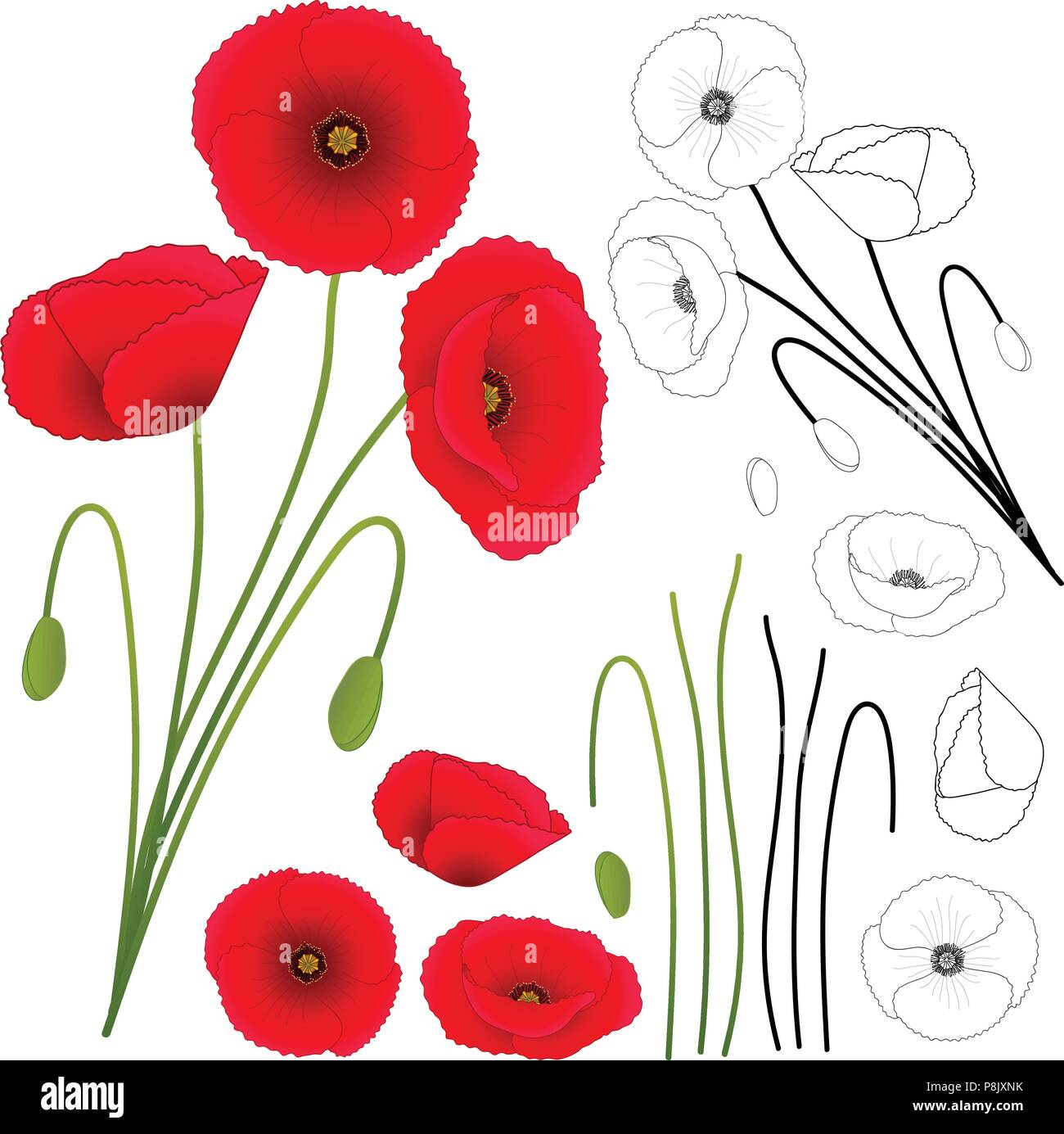 Papaver rhoeas (common Poppy, Corn Poppy, Mais Rose, field Poppy, Flandern Mohn oder roter Mohn) auf weißem Hintergrund. Vector Illustration. Stock Vektor