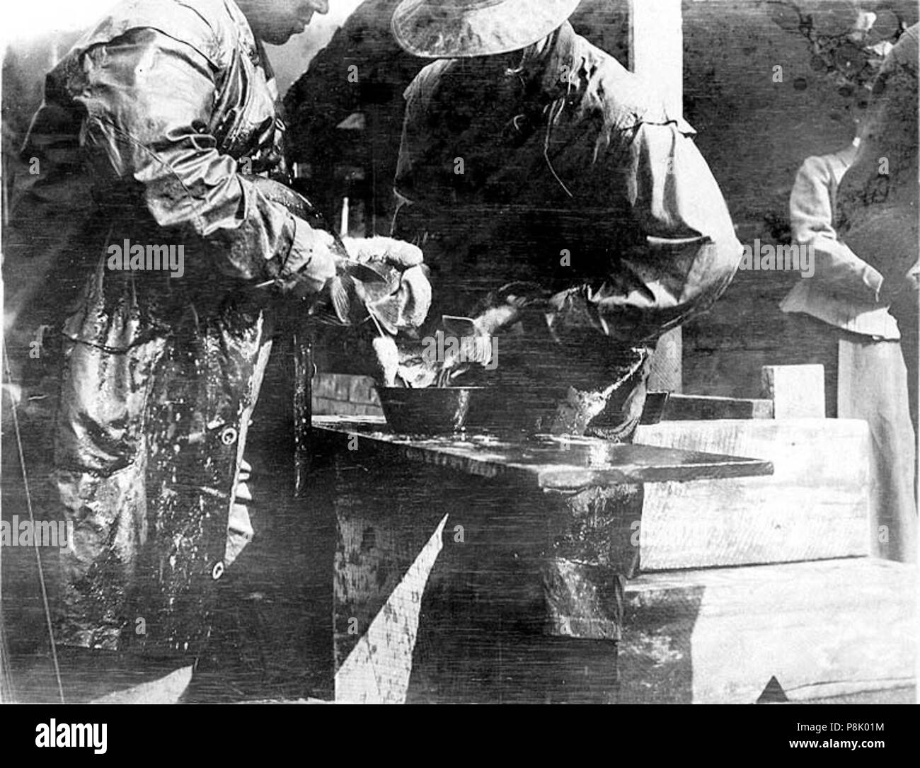 . 543 Stripping Rot Lachs im Alaska Packer Association Fortmann Brutplatz, in der Nähe von Loring, Alaska, 11. September 1908 (COBB 159) Stockfoto