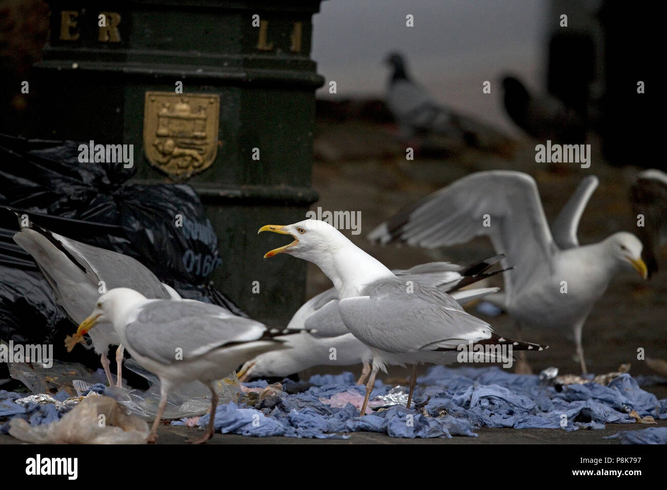 Silbermöwe (Larus argentatus) Norfolk Stockfoto