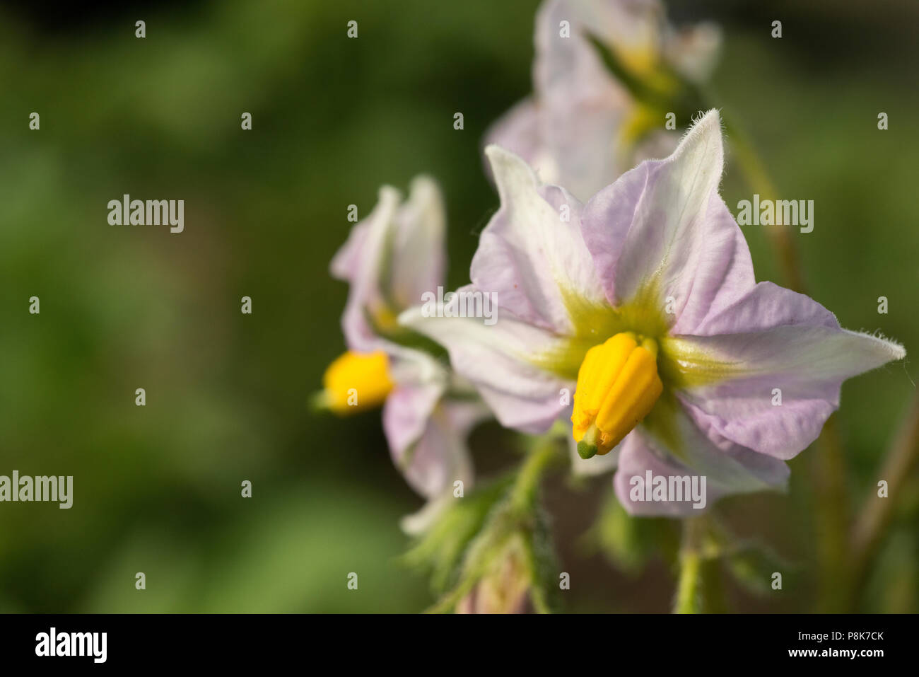 Blume der Kartoffelpflanze, Solanum tuberosum, Essen root Stockfoto