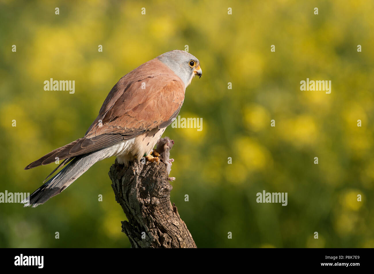 Rötelfalkens, männlich, Essen eine Maus, Falco Naumann Stockfoto