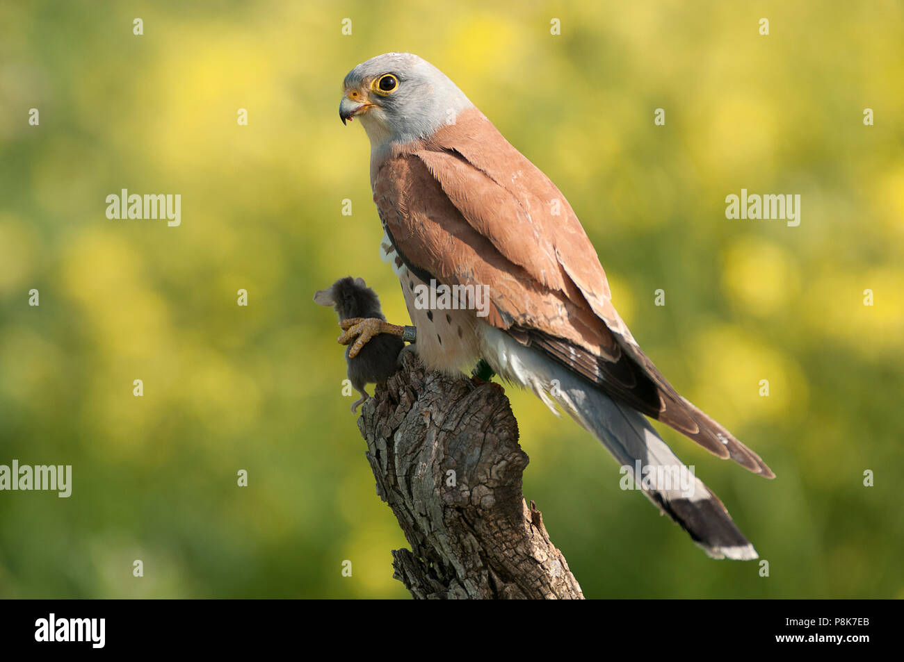 Rötelfalkens, männlich, Essen eine Maus, Falco Naumann Stockfoto