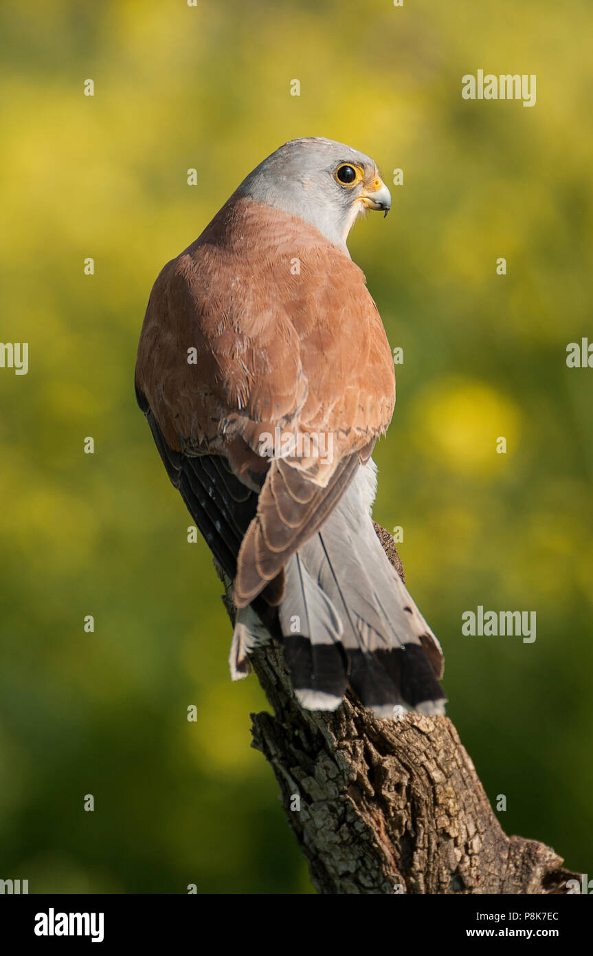 Rötelfalkens, männlich, Falco naumanni Stockfoto