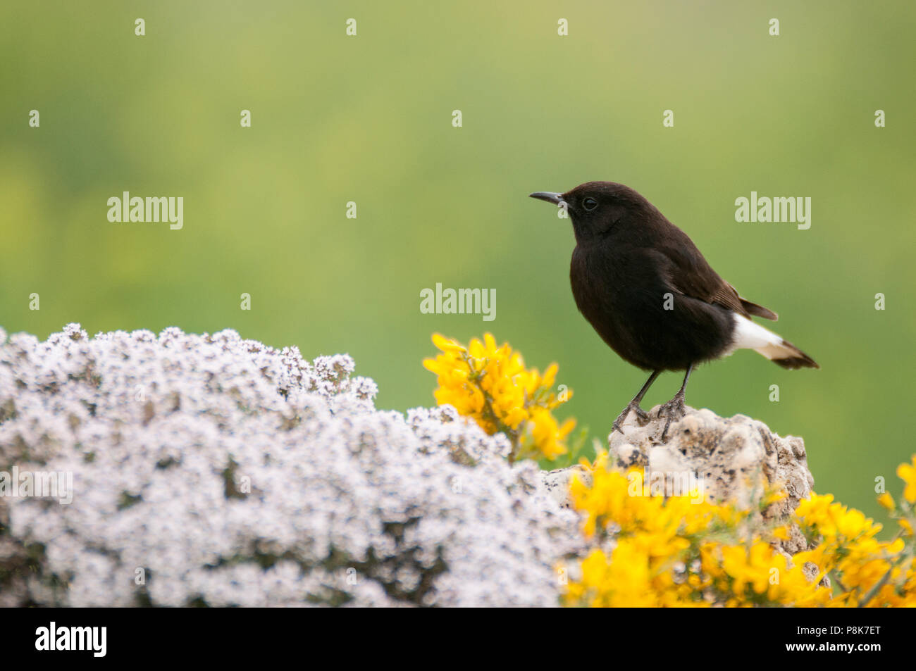 Männliche schwarze Steinschmätzer, Oenanthe leucura Stockfoto