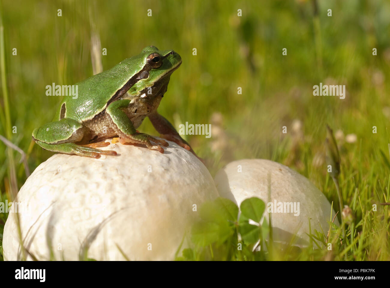 Ziemlich amphibian grünen Laubfrosch, Hyla arborea, sitzen auf dem Gras, Spanien Stockfoto