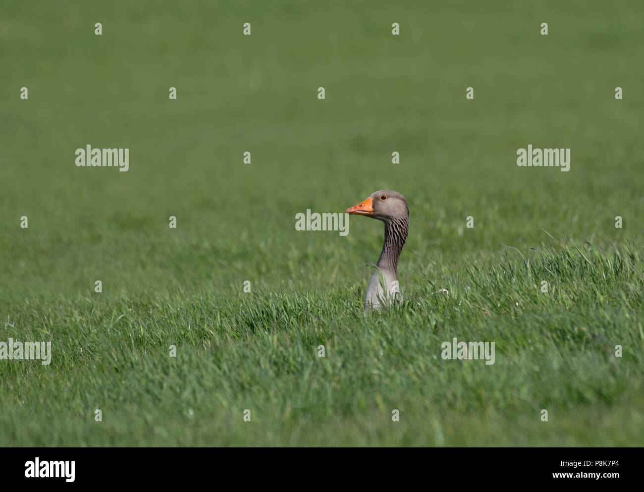 Pink-Footed Goose, Aner brachyrhynchus, im langen Gras, Lancashire, Großbritannien Stockfoto