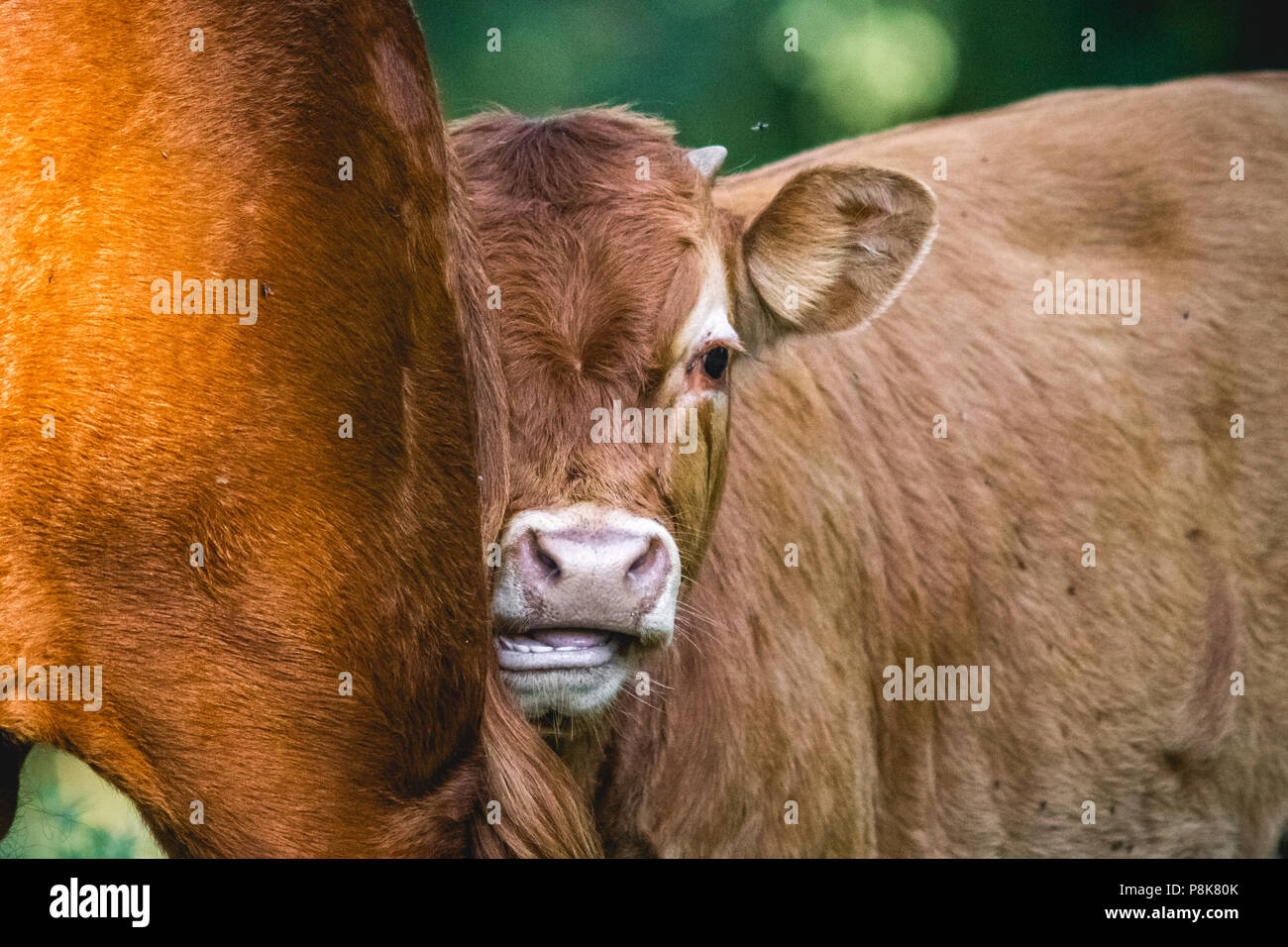 Kalb schiefen Kopf auf Mutter Stockfoto