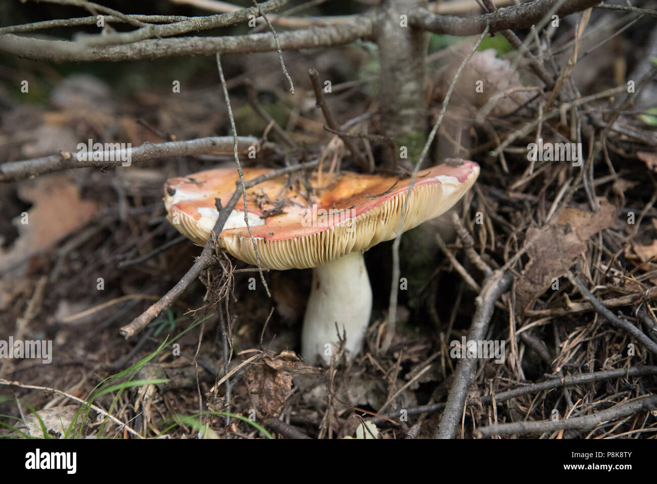 Ein grosser Pilz als Rotbraun wächst in den Wald und es gibt viele kleine Filialen auf Sie Stockfoto