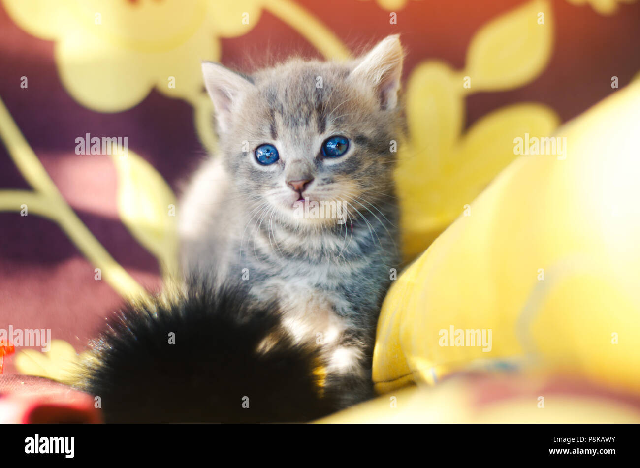 Süße Kleine Graue Katze Mit Blauen Augen Pet Stockfoto