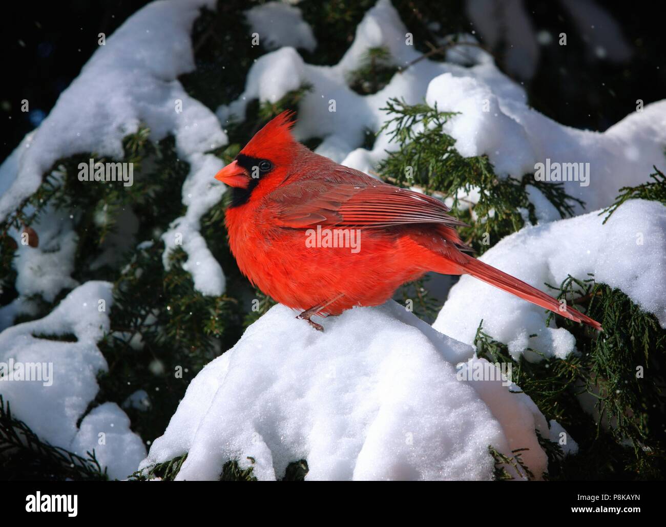 Einen schönen männlichen Nördlichen Kardinal thront auf einem schneebedeckten Cypress Zweig nach einem Winter Schneesturm. Stockfoto