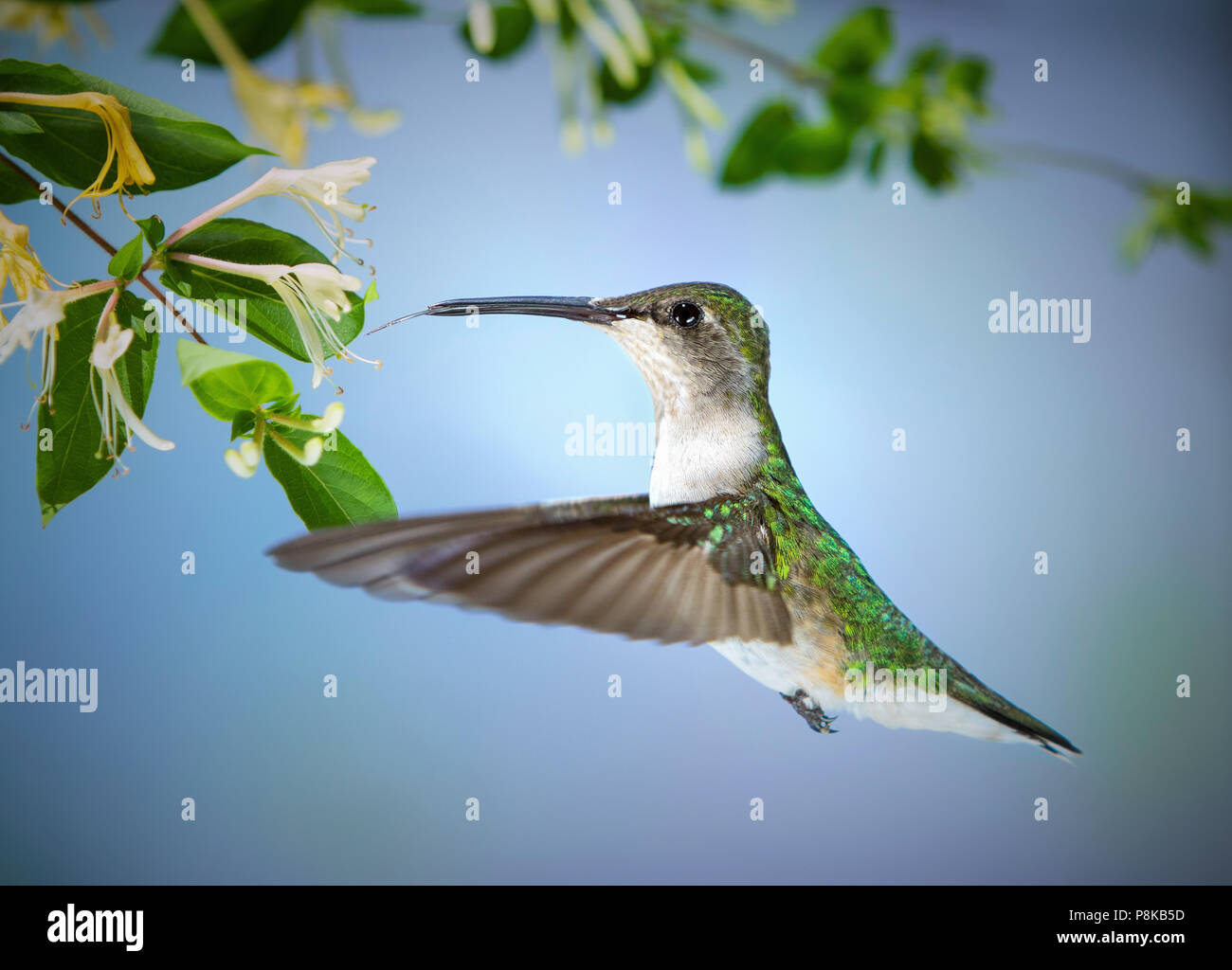 Dieses schöne Ruby throated hummingbird in einen schnellen Drink aus einigen wilden Geißblatt über einen Zaun in unserem Garten wachsenden gezippt. Stockfoto