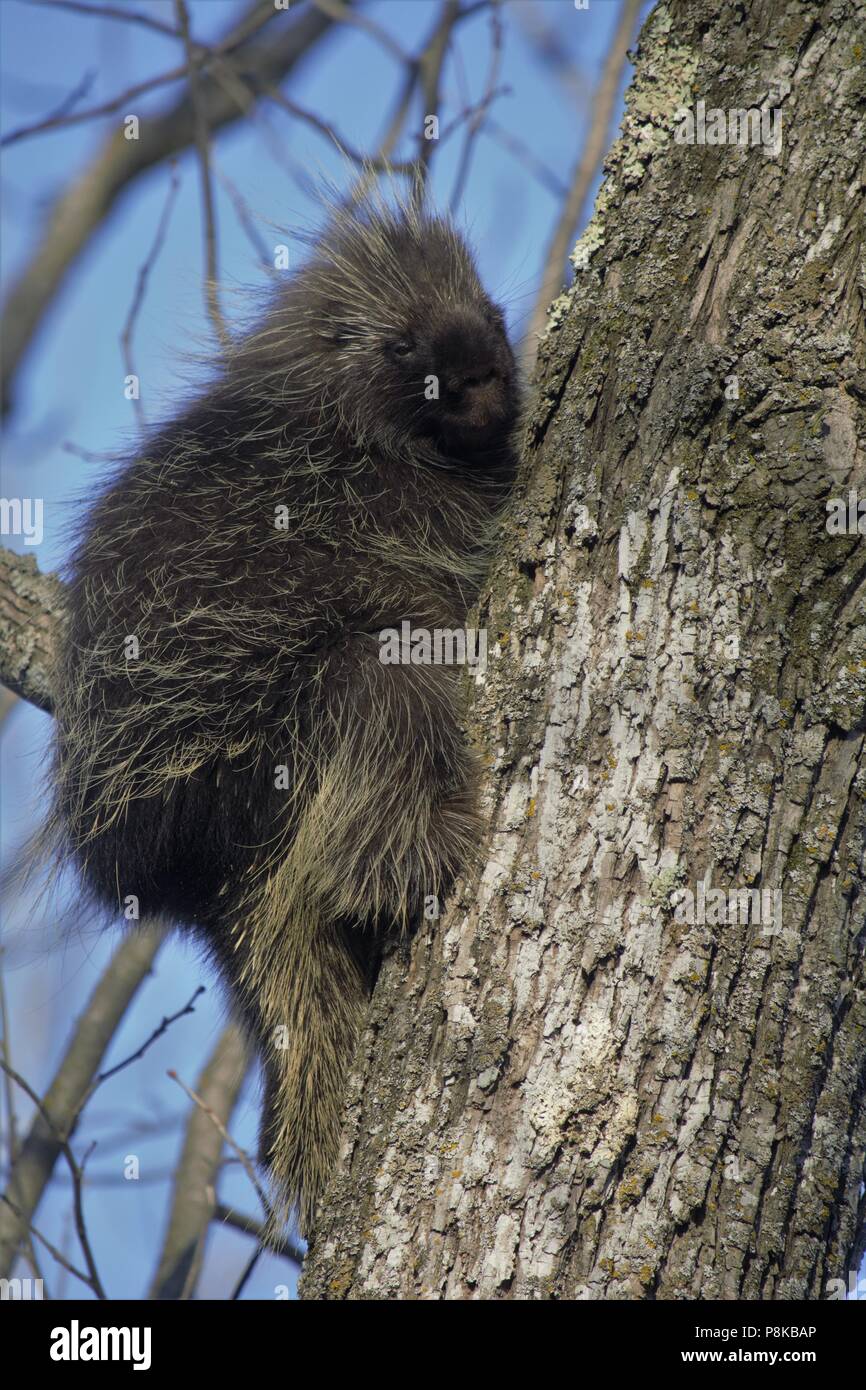 Erethizon dorsatum (North American Porcupine) Stockfoto