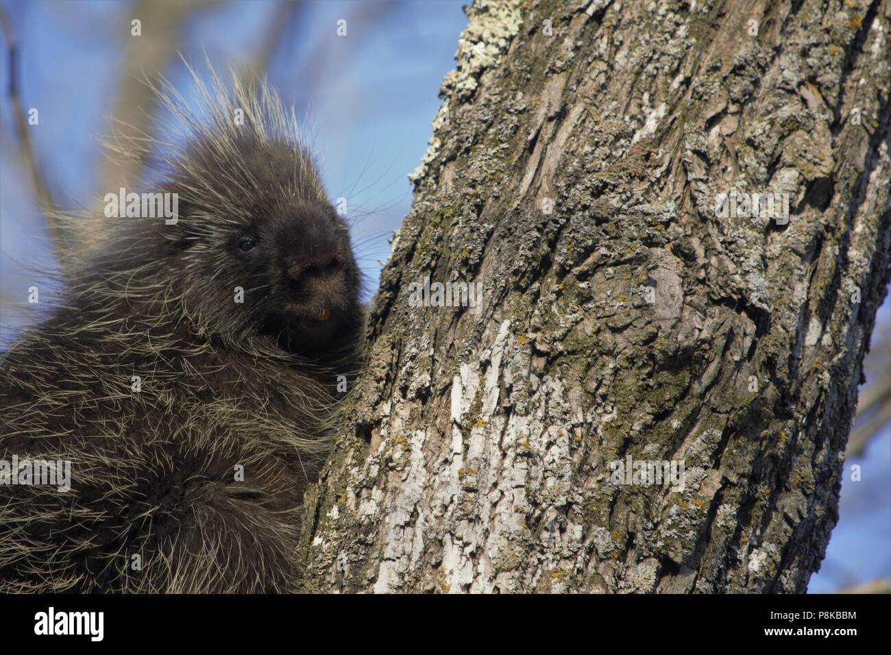 Erethizon dorsatum (North American Porcupine) Stockfoto