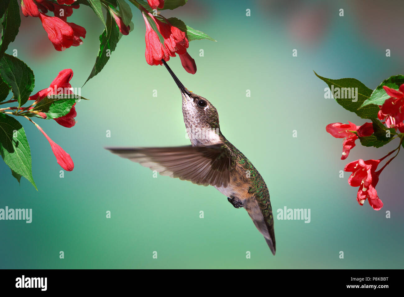 Eine weibliche Ruby throated hummingbird sips Nektar von Blüten an einem Frühlingsmorgen im Garten. Stockfoto