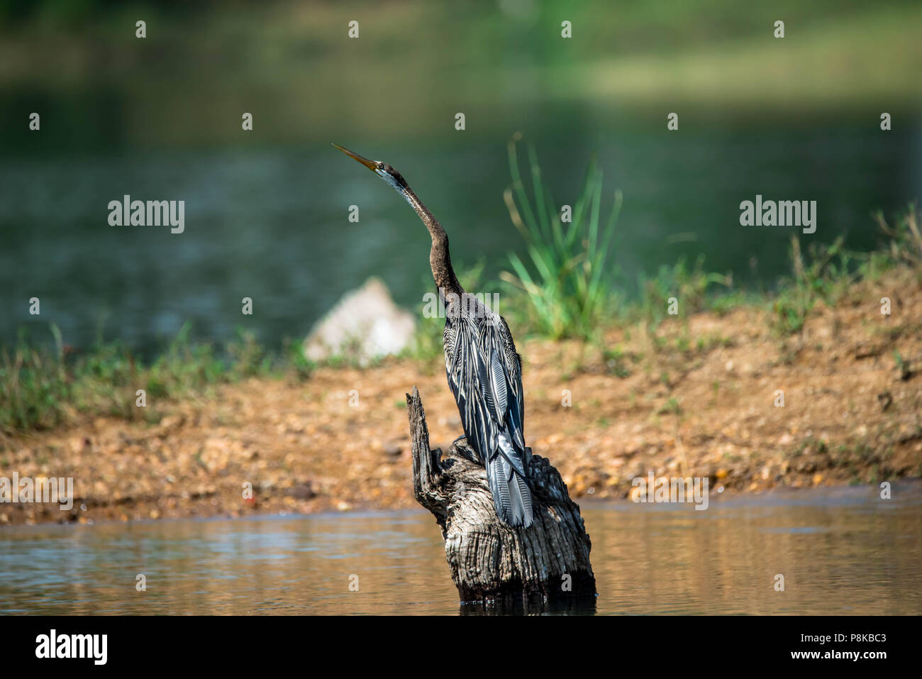 Schlangenhalsvogel - Schlange Vogel - Jagd Stockfoto Schlangenhalsvogel - Schlange Vogel - Jagd Stockfoto